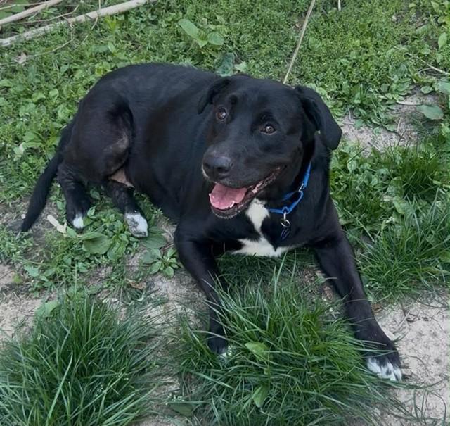 OLIVE, Adoptable, Adult Female Labrador Retriever.