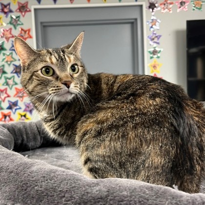 Enlarge Talapia, an adoptable Domestic Short Hair in Xenia , OH image 1/2