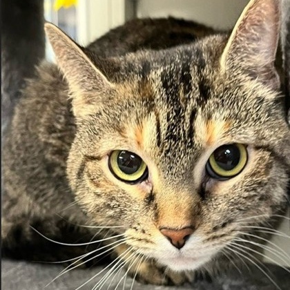 Enlarge Talapia, an adoptable Domestic Short Hair in Xenia , OH image 2/2