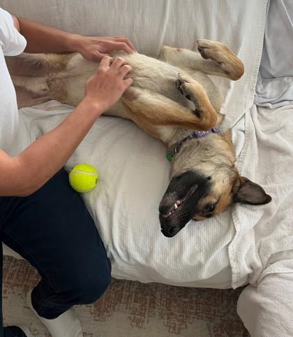 Scooter, Adoptable, Adult Male German Shepherd Dog & Mixed Breed.