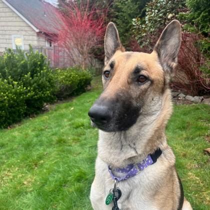 Enlarge Scooter, a Adoptable mixed breed in Seattle, WA image 2/3