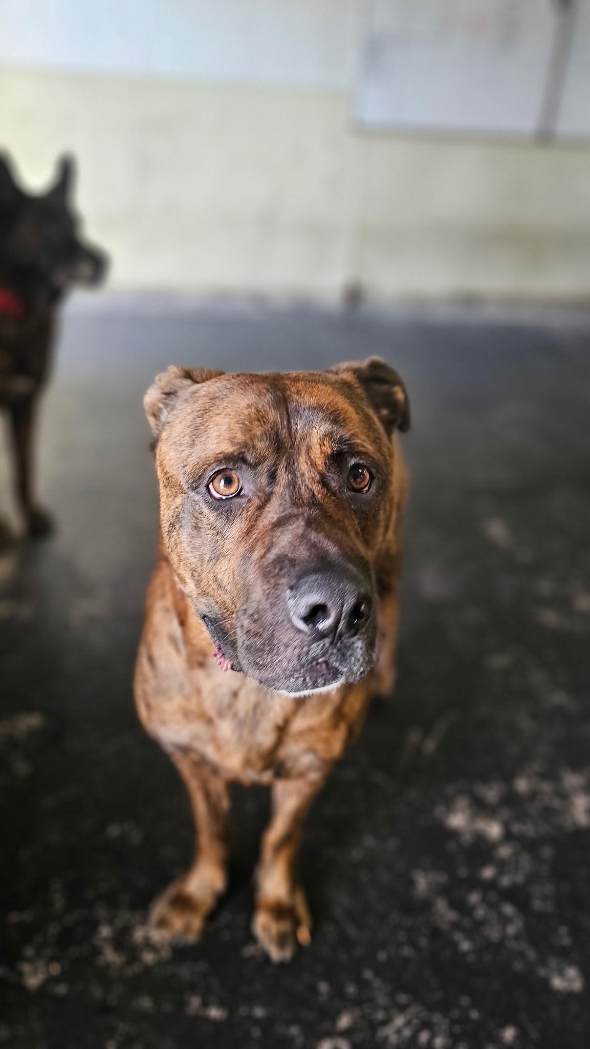 Rocky, Adoptable, Young Male Mastiff.