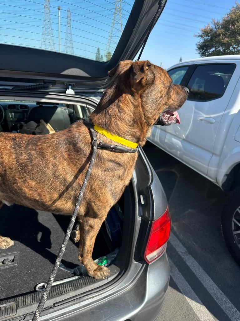 Enlarge Rocky, a Adoptable Mastiff in Inglewood, CA image 3/5