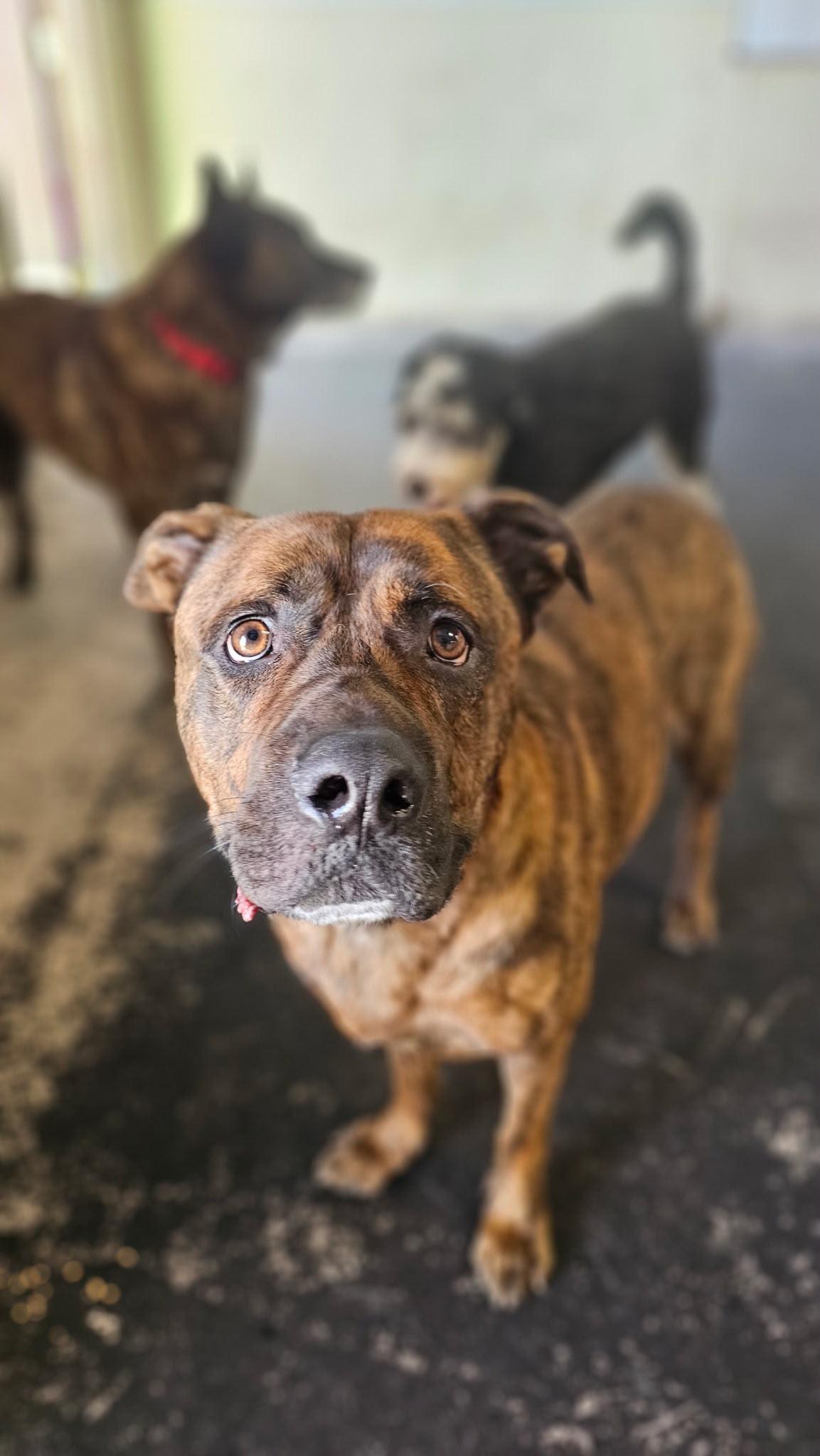 Enlarge Rocky, a Adoptable Mastiff in Inglewood, CA image 5/5