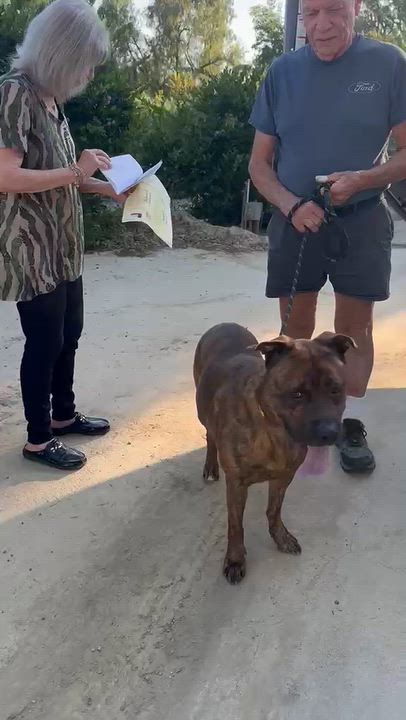 Enlarge Rocky, a Adoptable Mastiff in Inglewood, CA video 4/5