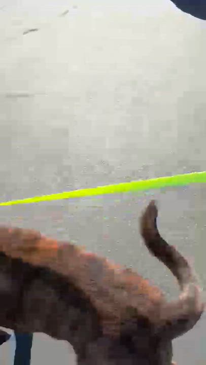 Enlarge Rocky, a Adoptable Mastiff in Inglewood, CA video 2/5