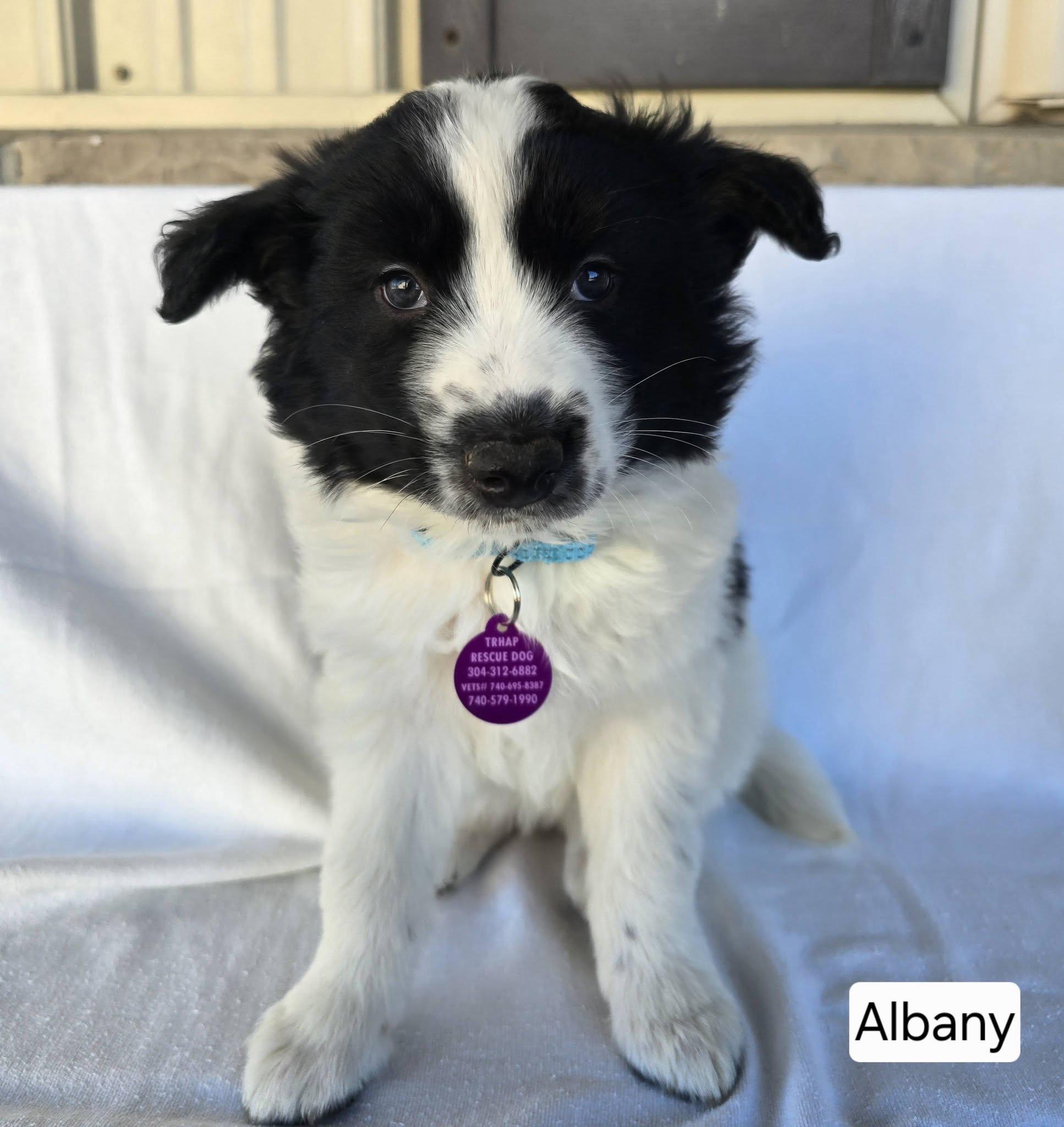 Albany, ADOPTABLE, Puppy Female German Shepherd Dog & Hound.