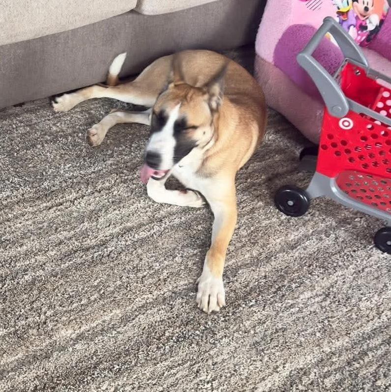 Enlarge Ranger, a Adoptable mixed breed in Nashua, NH image 2/4