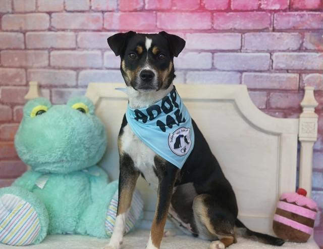 MARGE, Adoptable, Young Female Pit Bull Terrier & Mixed Breed.