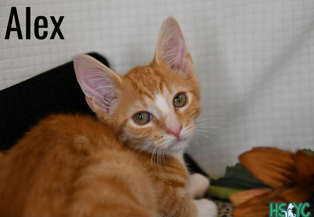 Enlarge Alex, a Adoptable mixed breed in Fort Mill, SC image 1/2