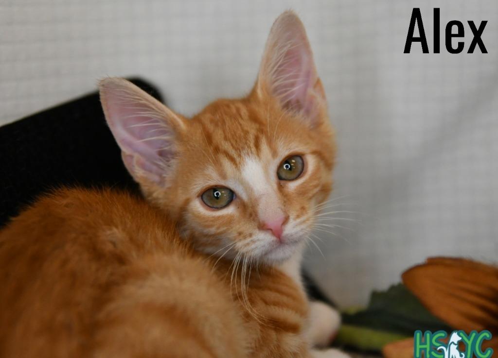 Enlarge Alex, a Adoptable mixed breed in Fort Mill, SC image 2/2