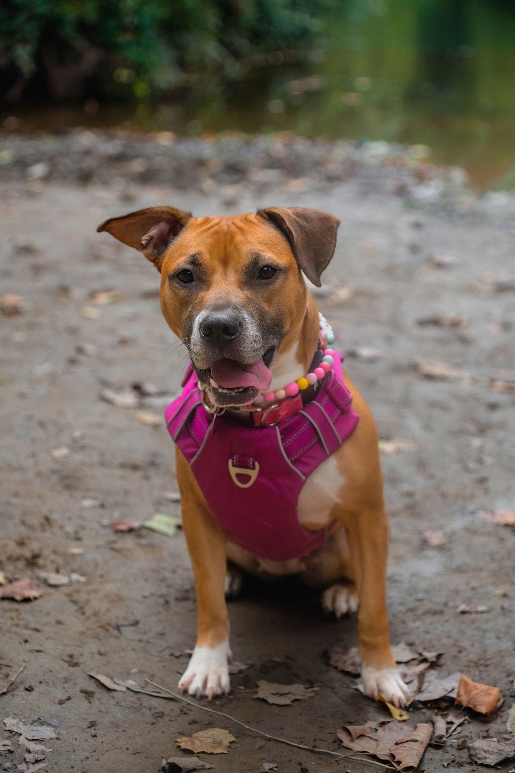Marnie, Adopted, Young Female Pit Bull Terrier & American Staffordshire Terrier.