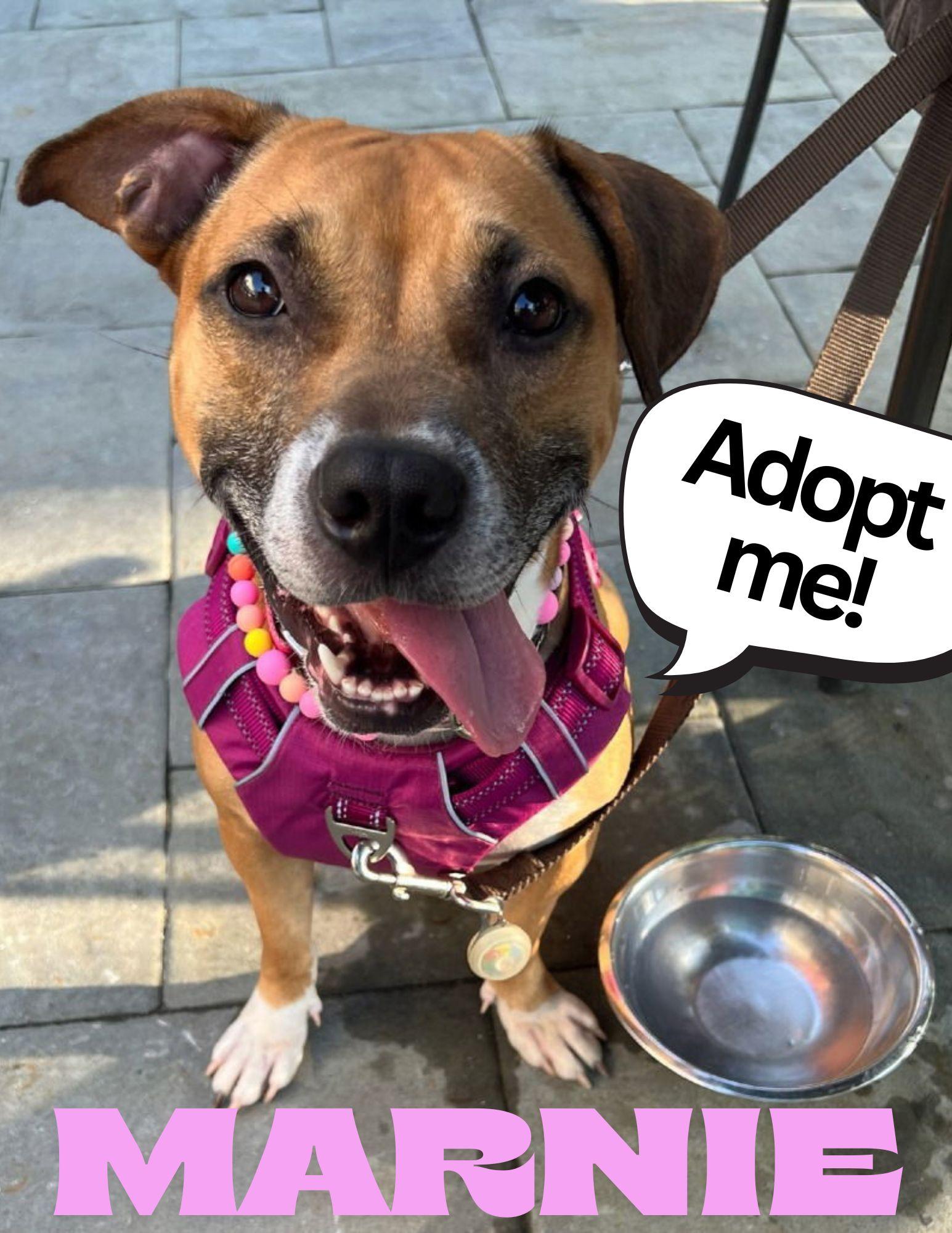Marnie, Adopted, Young Female Pit Bull Terrier & American Staffordshire Terrier.