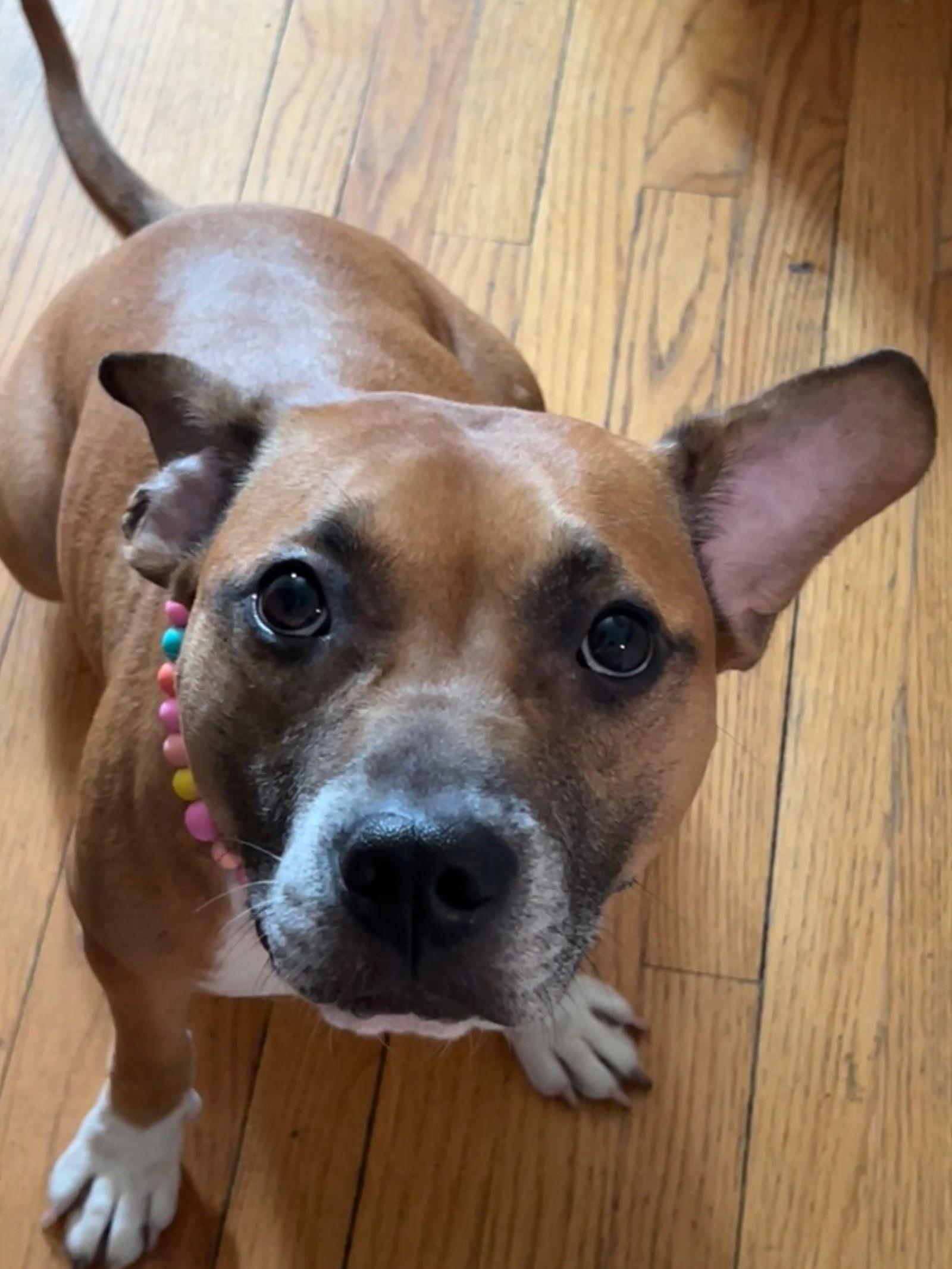 Enlarge Marnie, a Adopted mixed breed in Baltimore, MD image 3/3