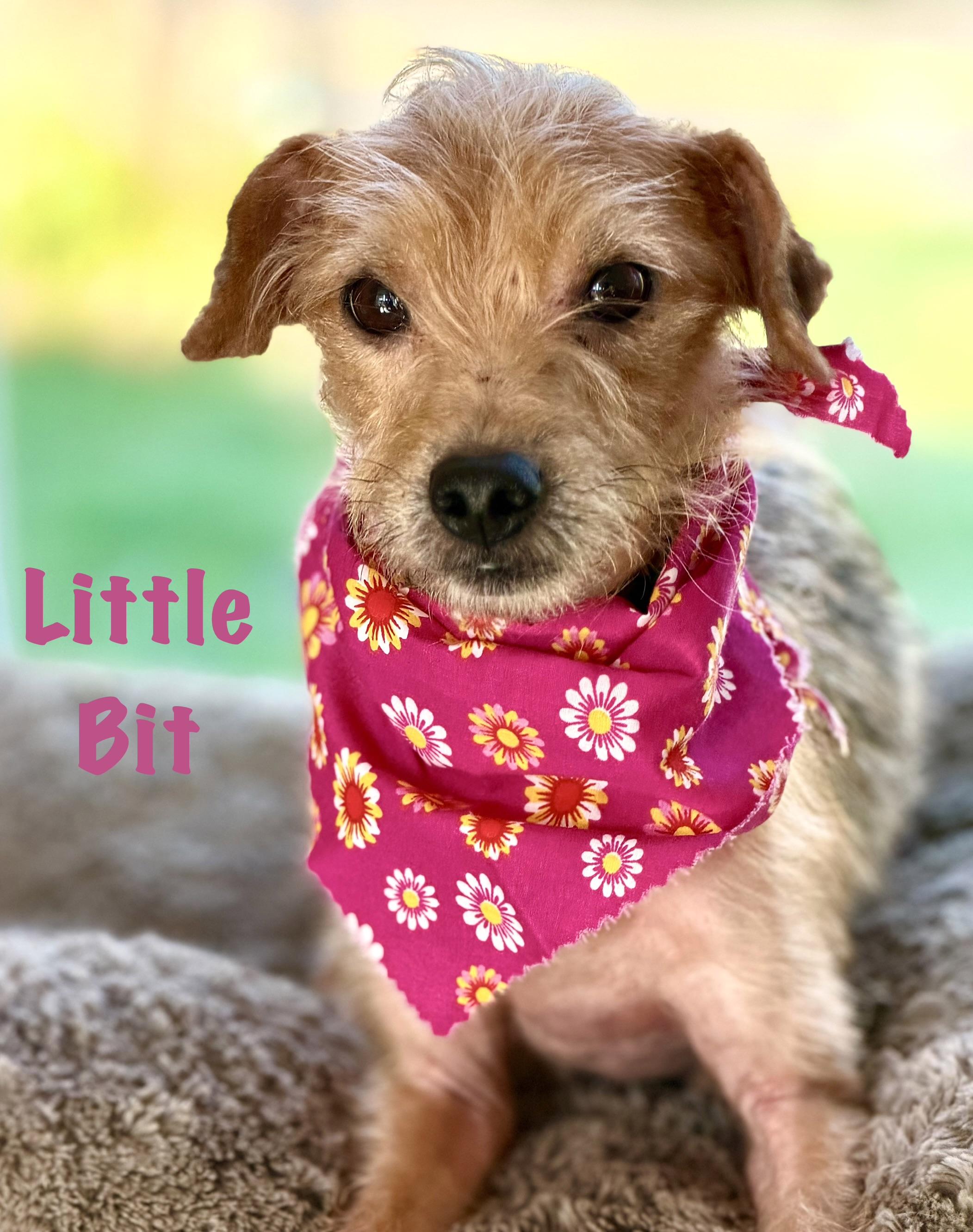Enlarge Lil Bit, an adopted mixed breed in Maryville, TN image 1/5
