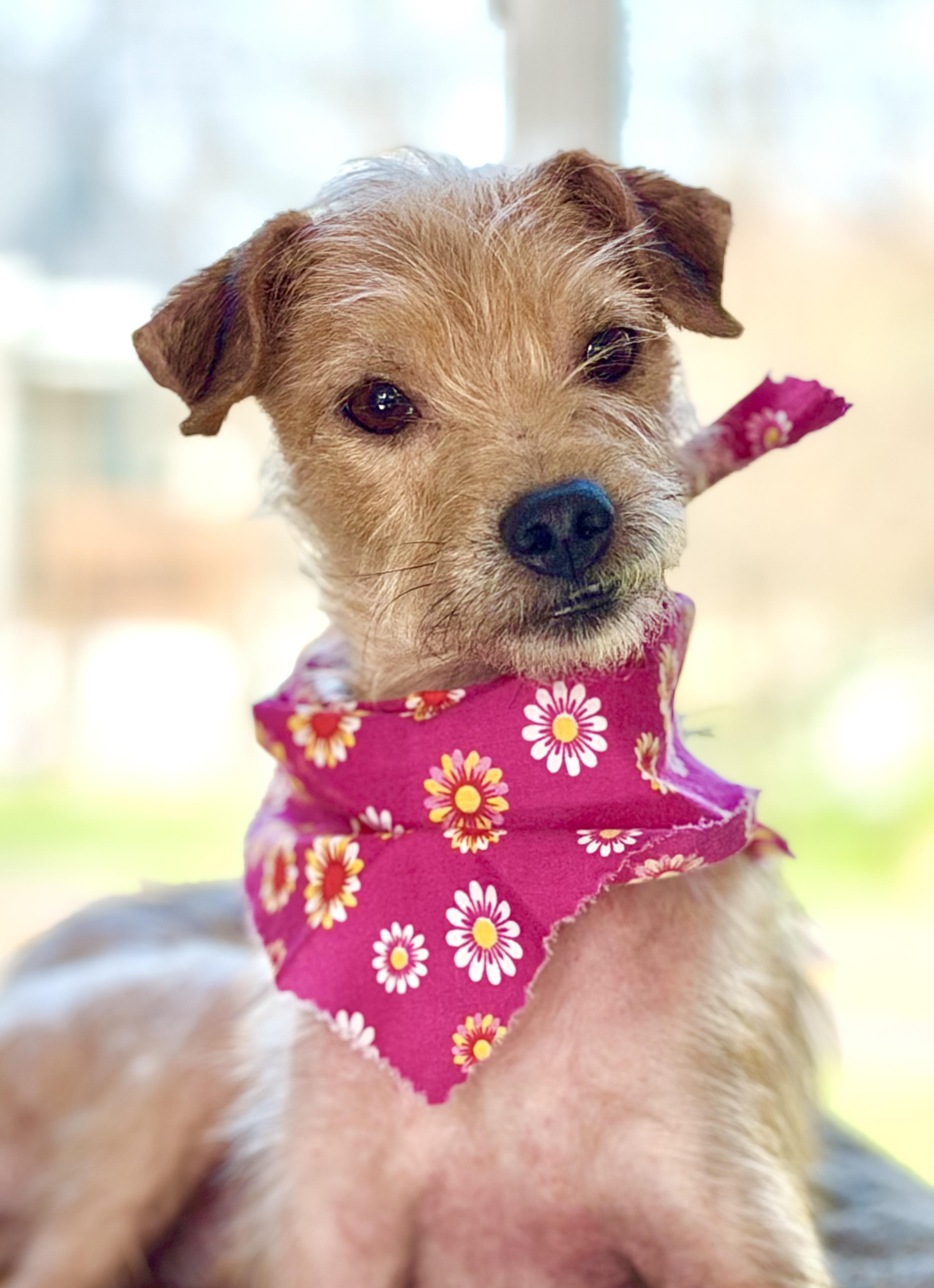 Enlarge Lil Bit, an adopted mixed breed in Maryville, TN image 5/5