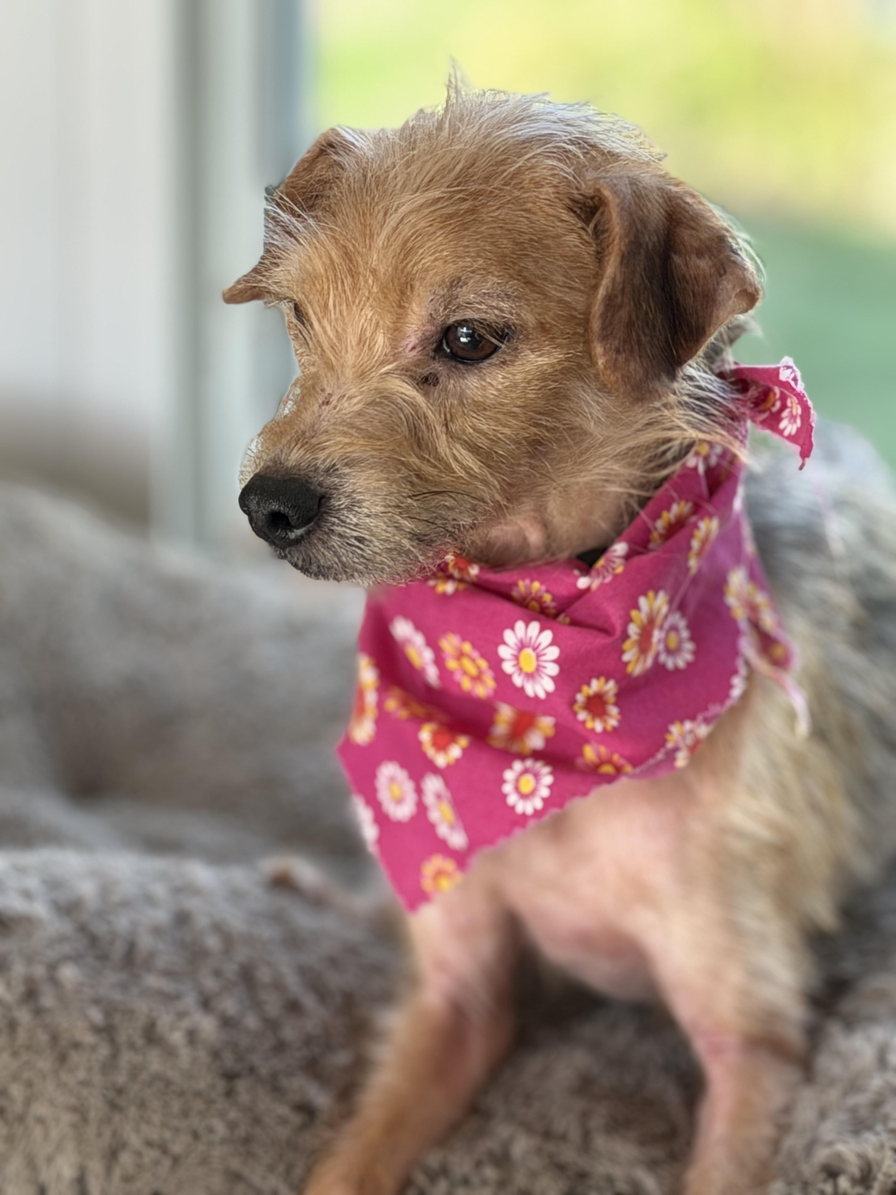 Enlarge Lil Bit, an adopted mixed breed in Maryville, TN image 4/5