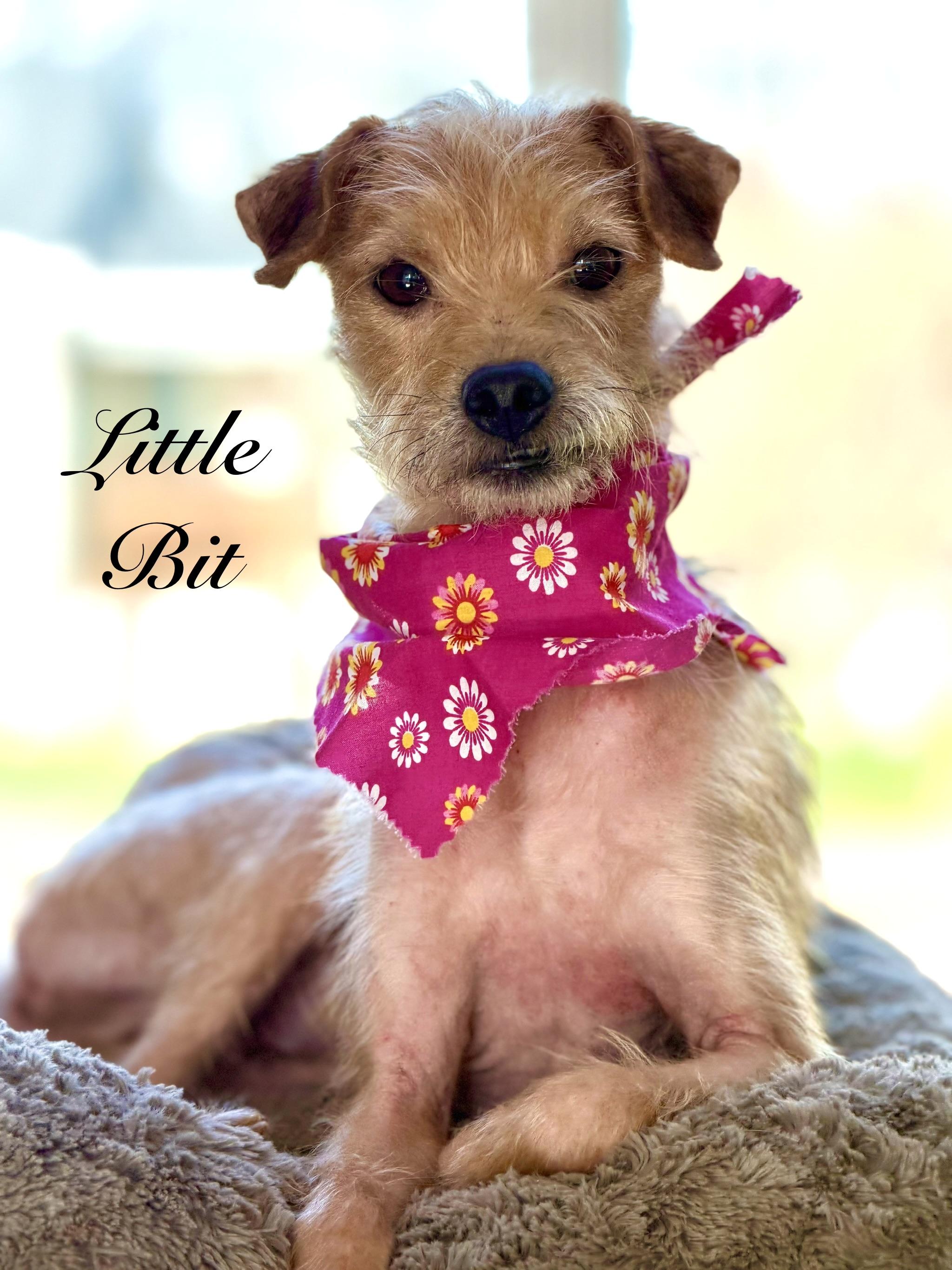 Enlarge Lil Bit, an adopted mixed breed in Maryville, TN image 2/5