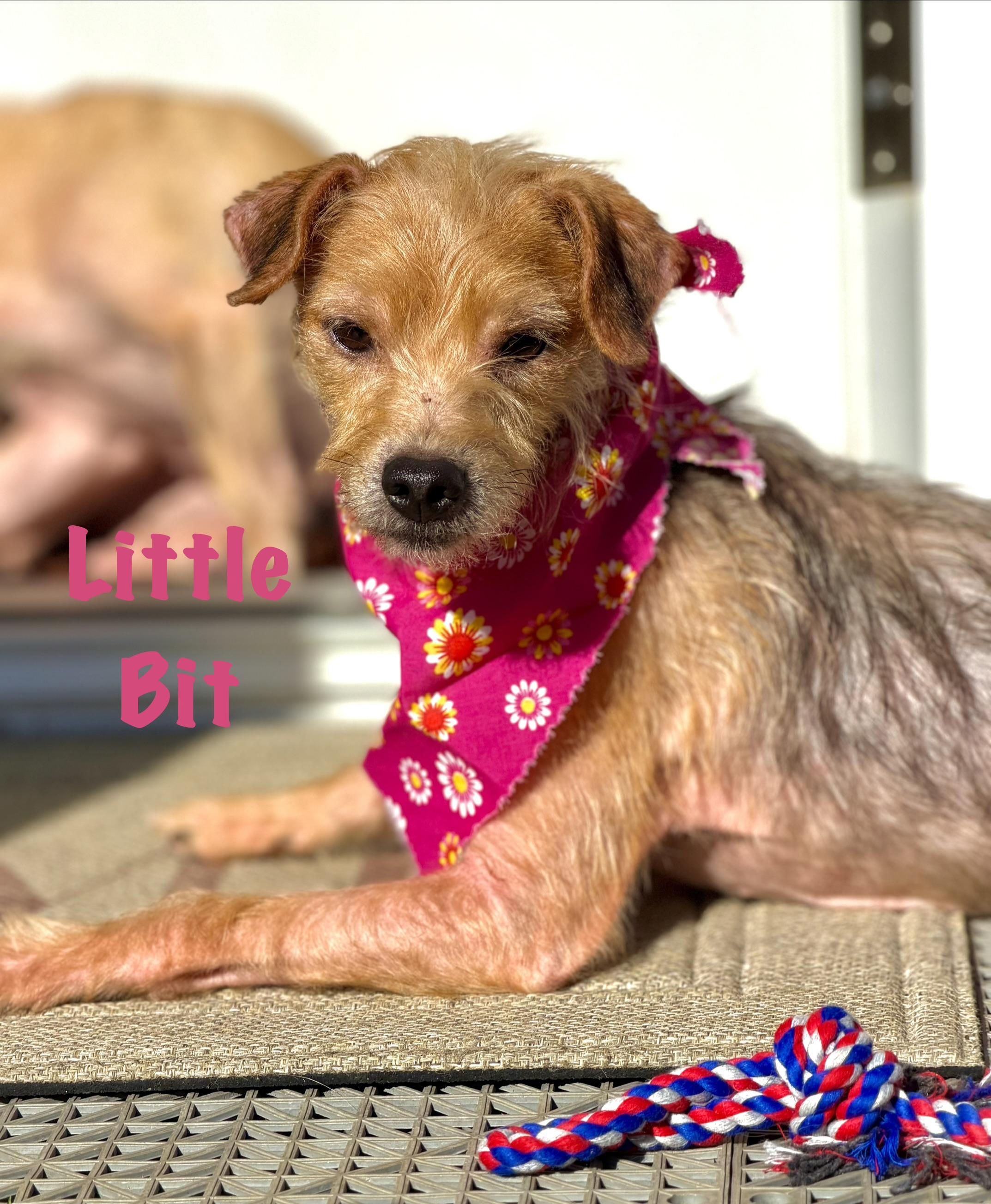 Enlarge Lil Bit, an adopted mixed breed in Maryville, TN image 3/5