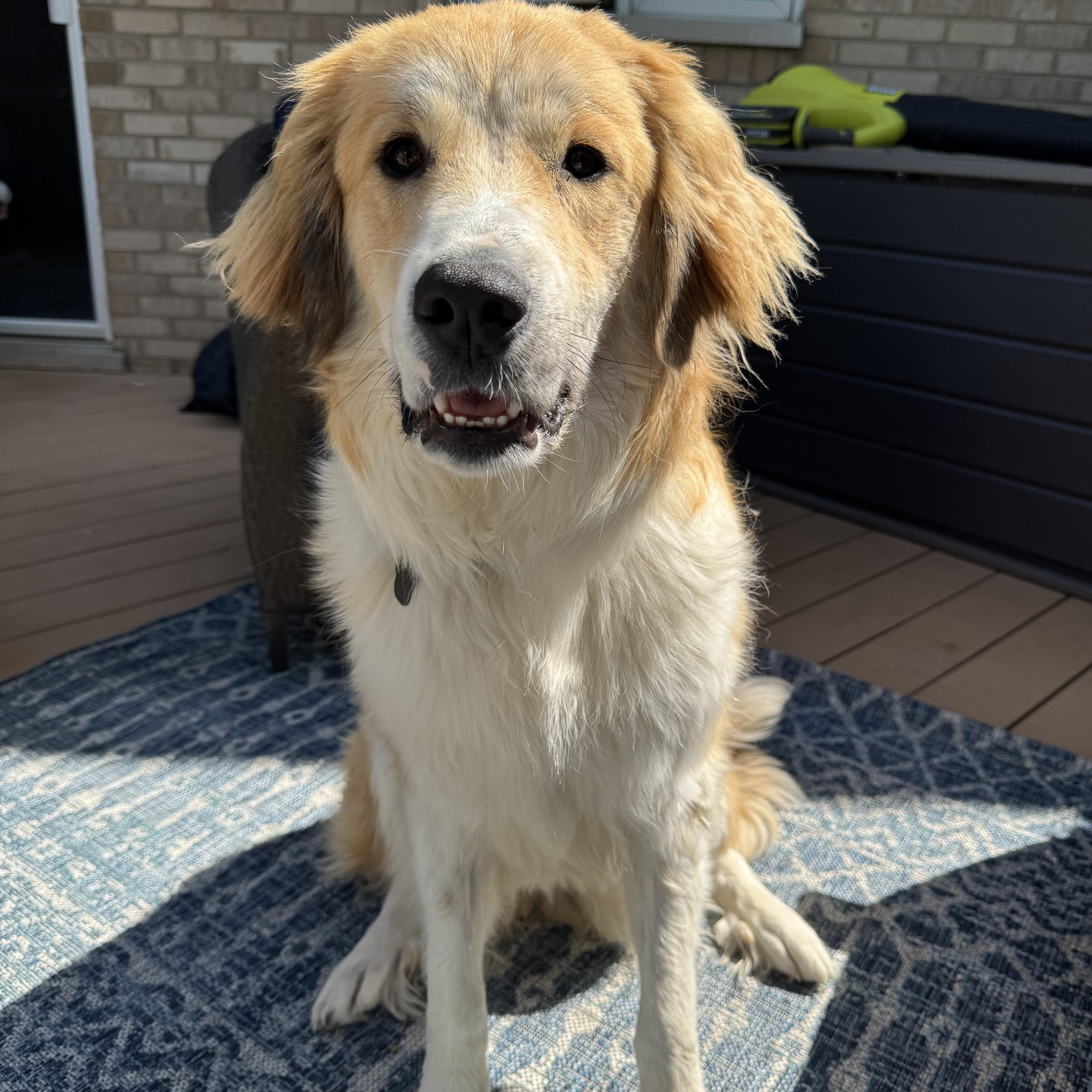 Sunny, a Adopted mixed breed in Naperville, IL image 1/6