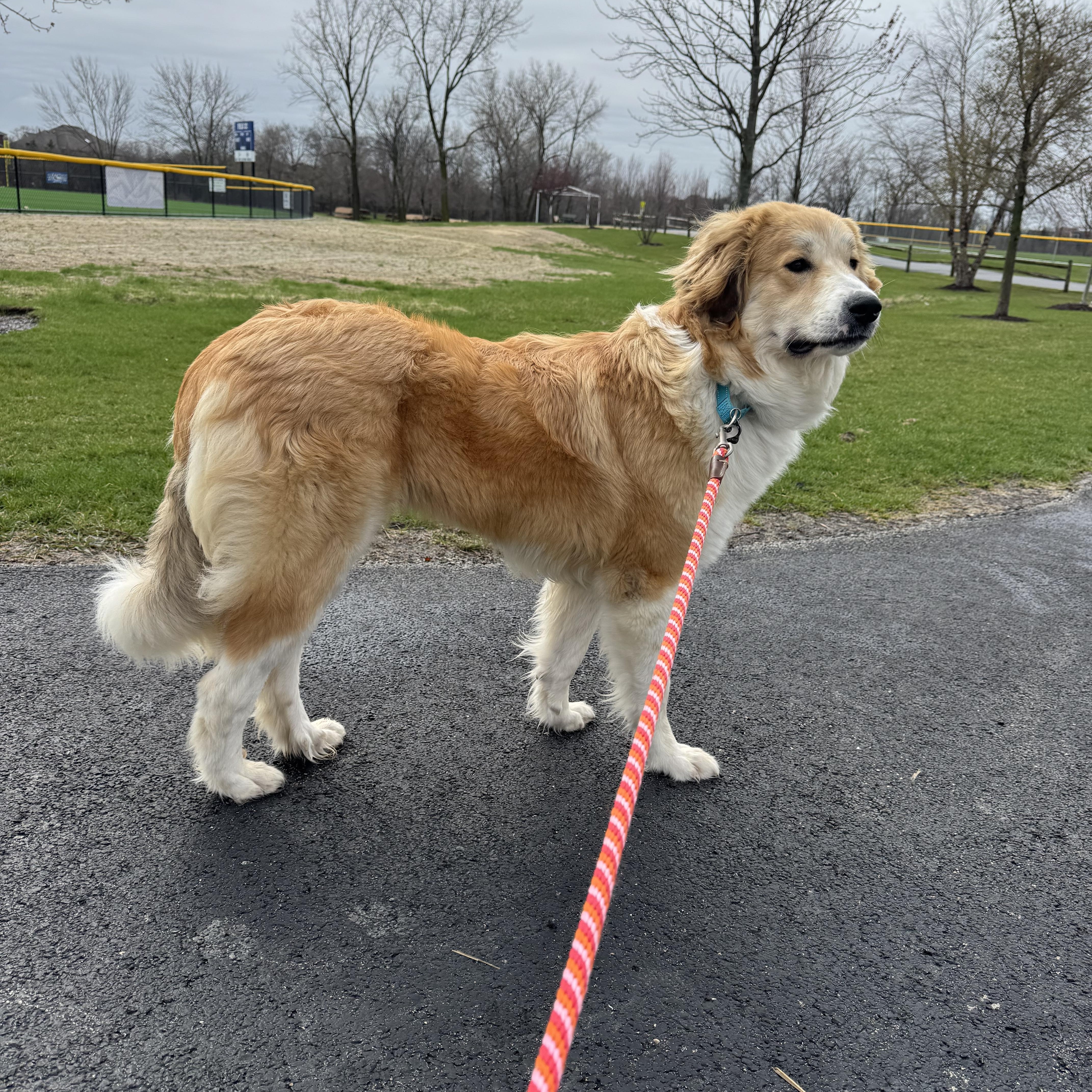 Sunny, a Adopted mixed breed in Naperville, IL image 3/6