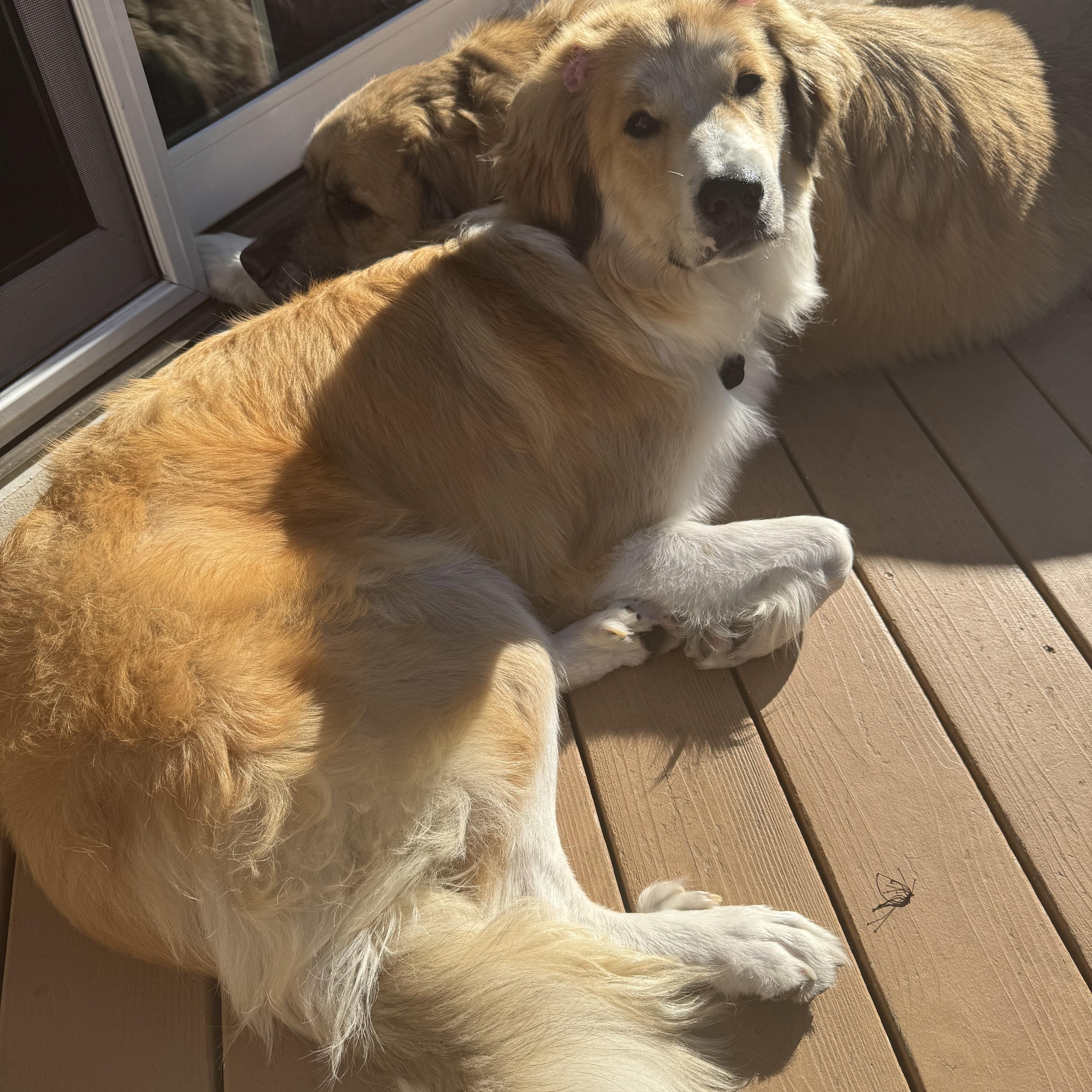 Sunny, a Adopted mixed breed in Naperville, IL image 2/6