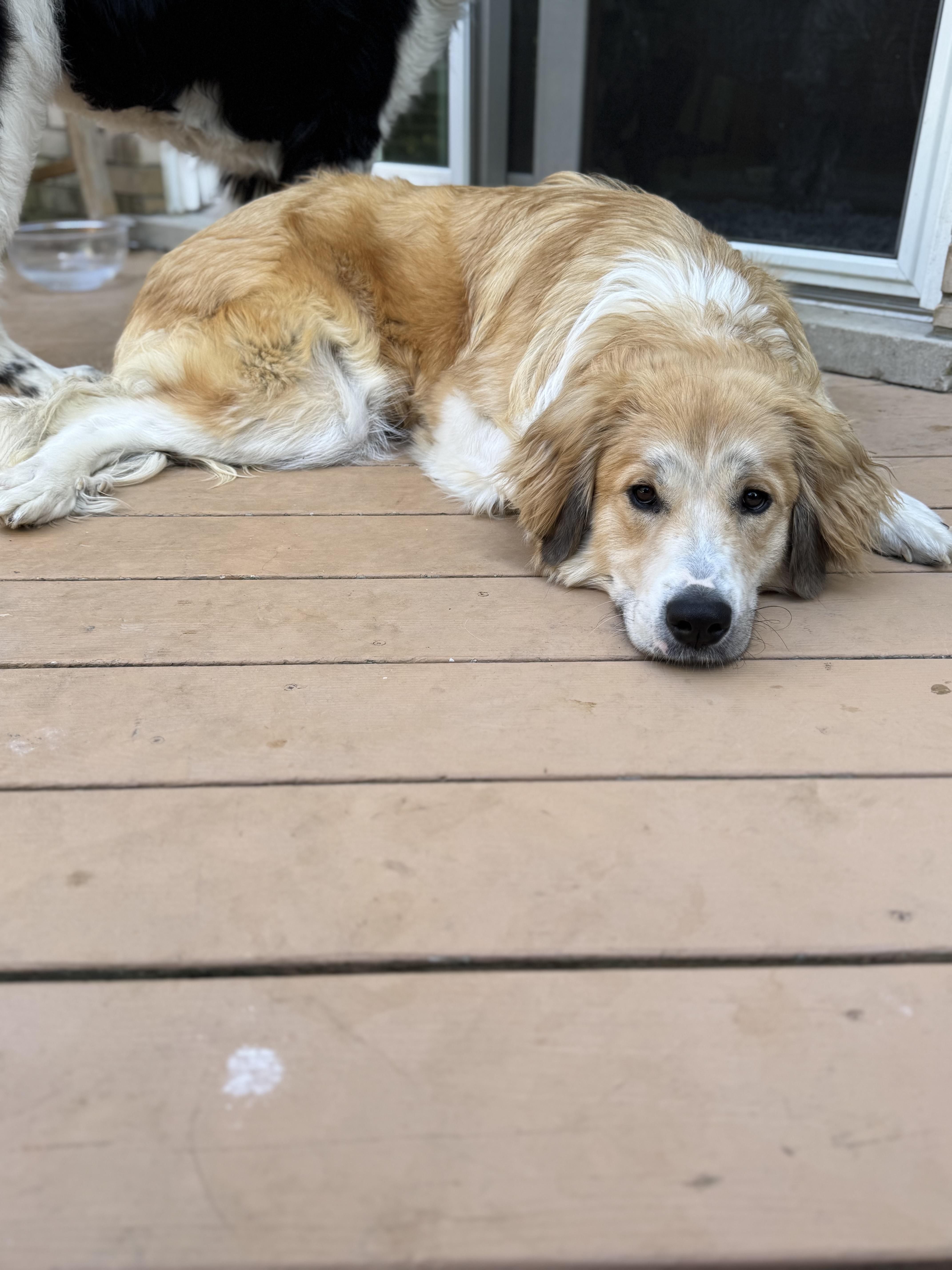 Sunny, a Adopted mixed breed in Naperville, IL image 4/6