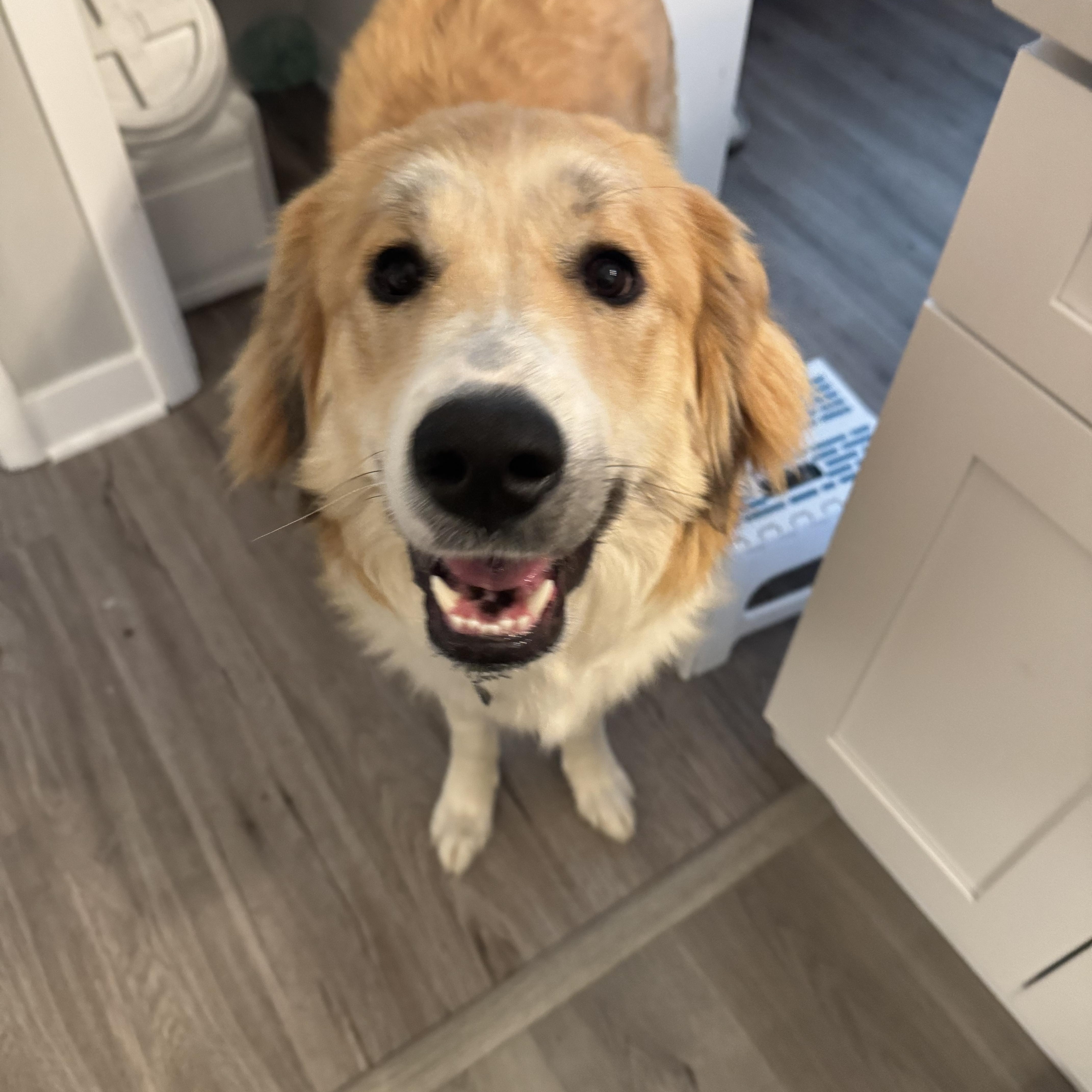 Sunny, a Adopted mixed breed in Naperville, IL image 5/6