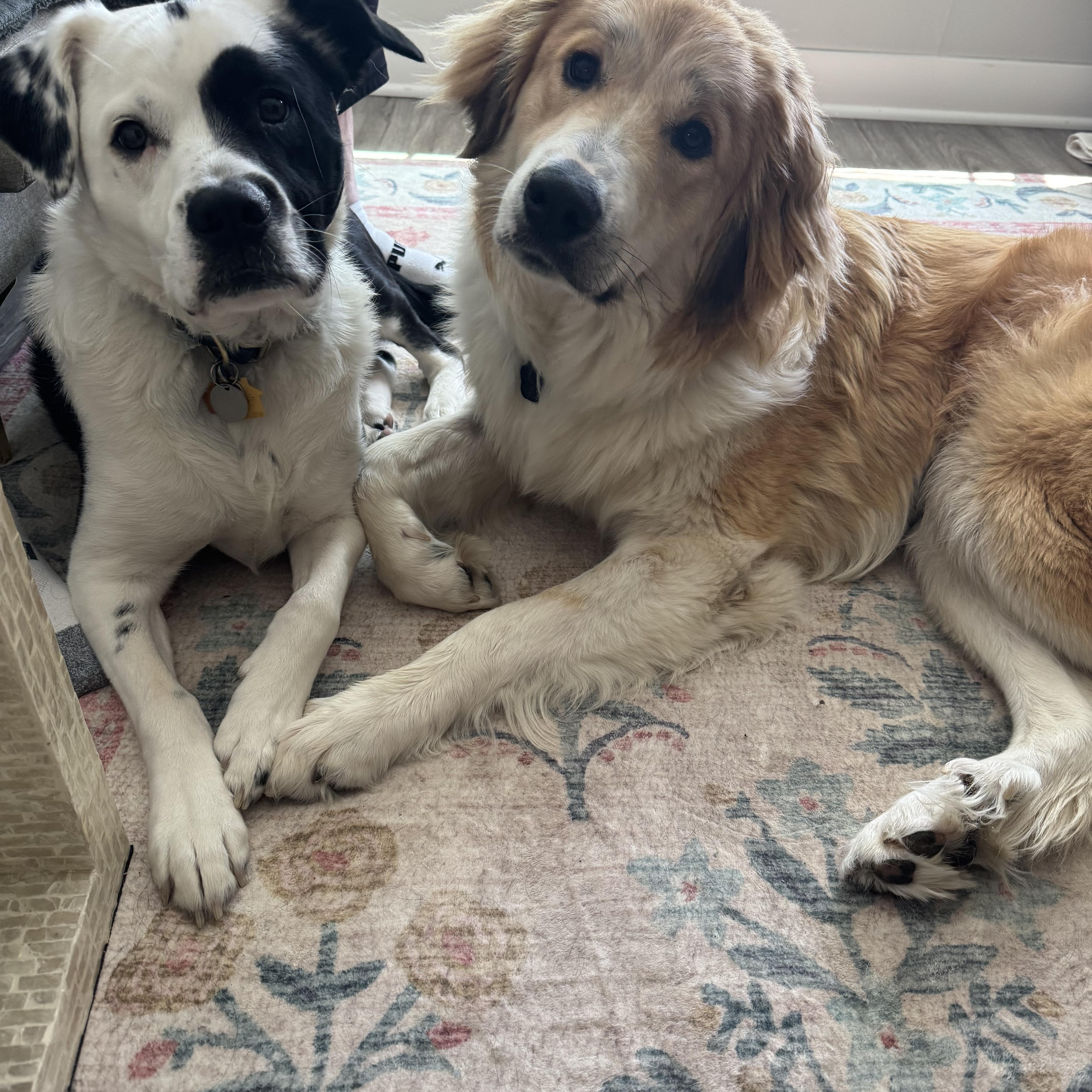 Sunny, a Adopted mixed breed in Naperville, IL image 6/6