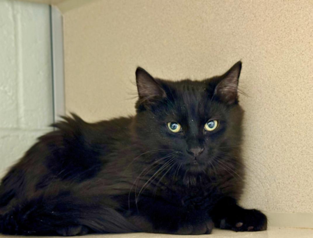 Rolo, ADOPTABLE, Young Female Domestic Long Hair.
