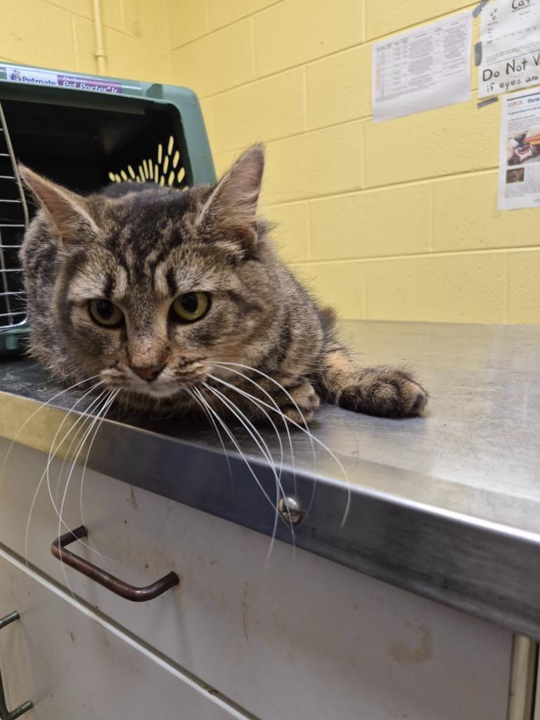 Midori (Barn cat) SF, Adoptable, Adult Female Domestic Short Hair.