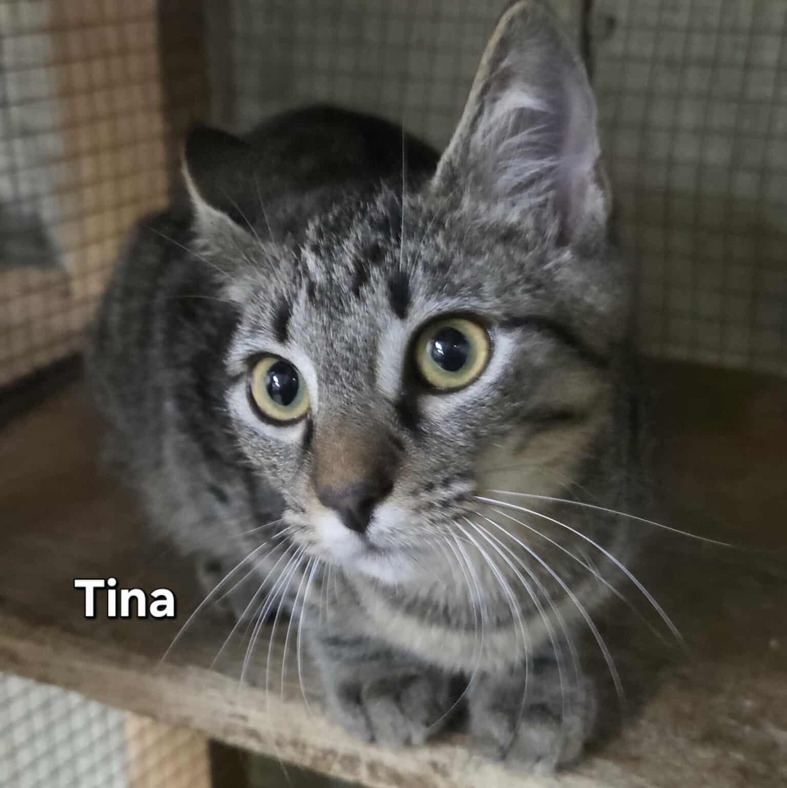 Tina