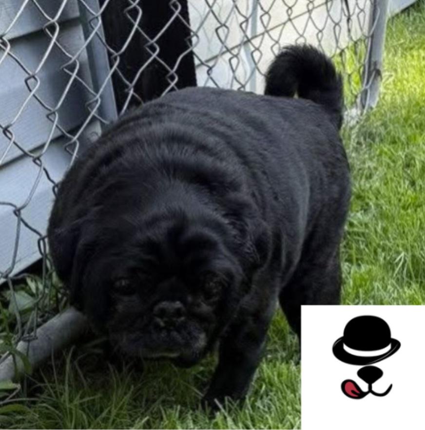 Enlarge Tuffy, a Adopted Pug in Virginia Beach, VA image 1/1