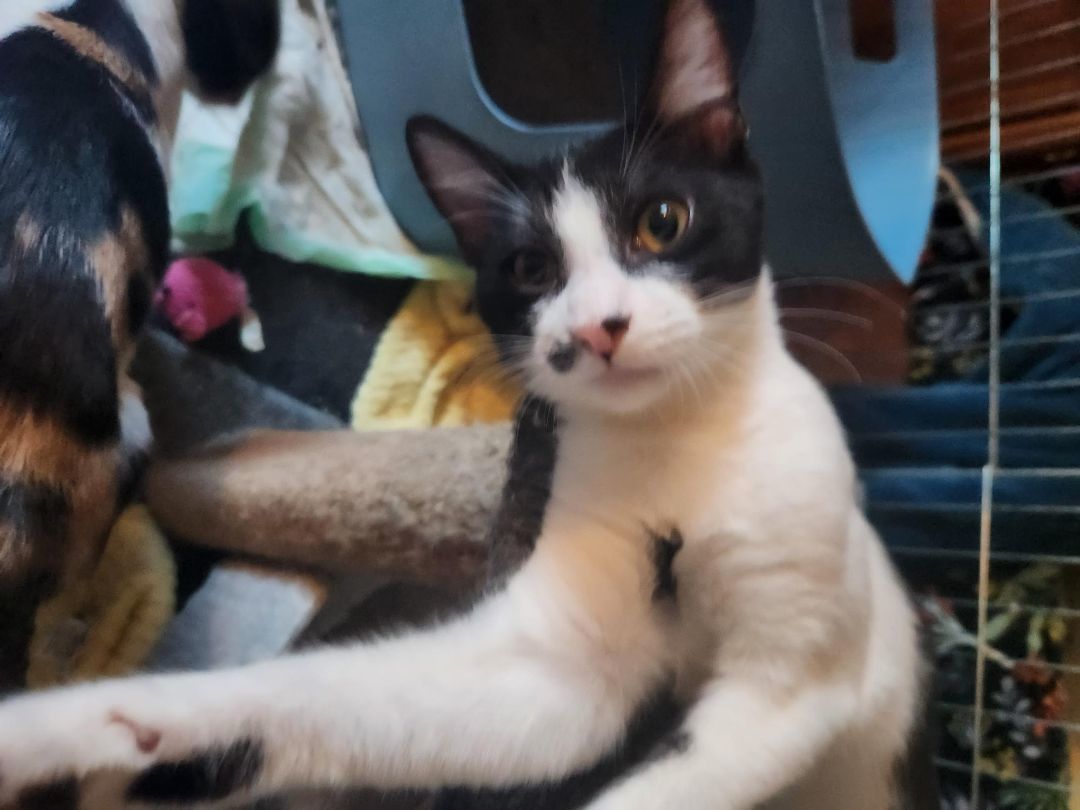 Melvin, Adopted, Kitten Male Domestic Short Hair.