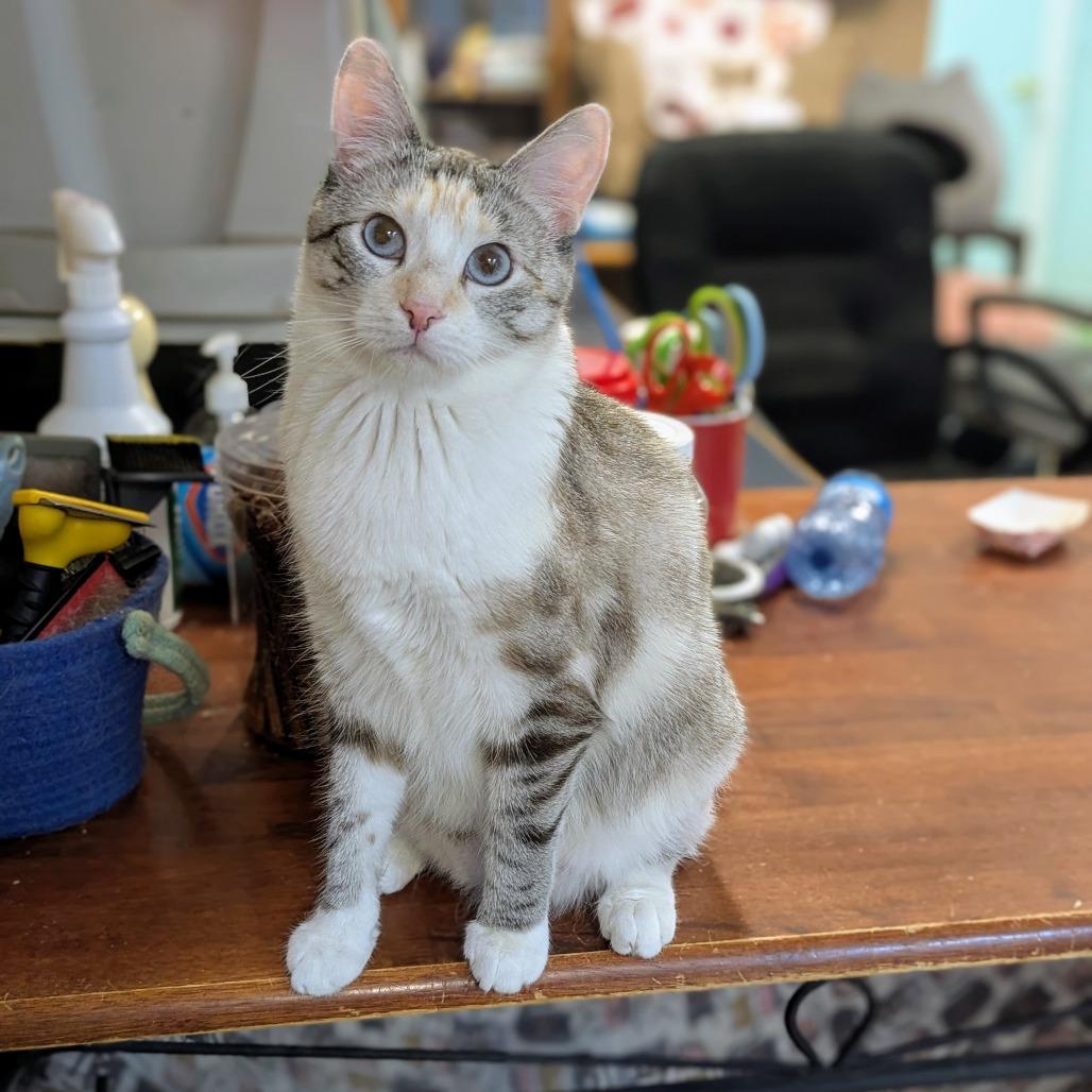 Enlarge Diedra, a Adoptable Siamese in Buffalo, NY image 1/4