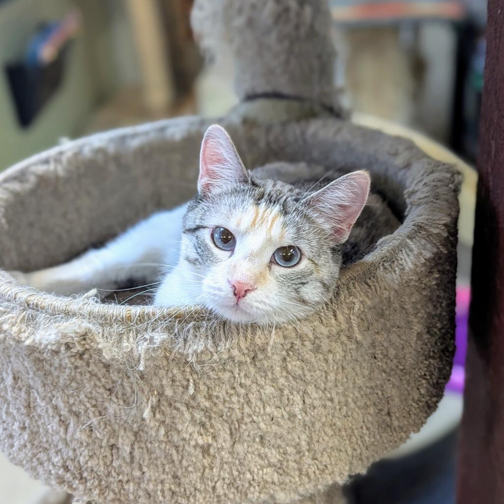 Enlarge Diedra, a Adoptable Siamese in Buffalo, NY image 2/4