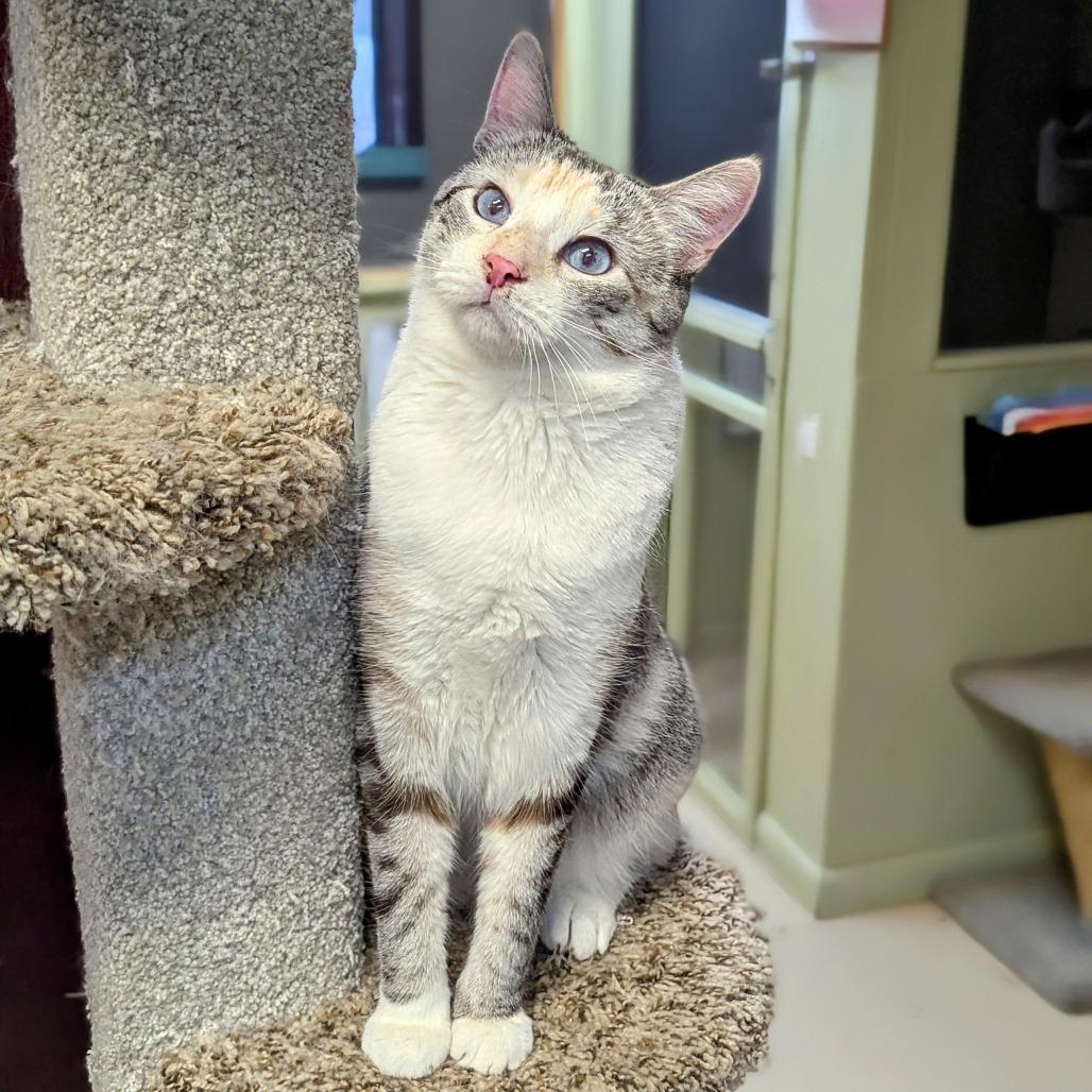Enlarge Diedra, a Adoptable Siamese in Buffalo, NY image 3/4