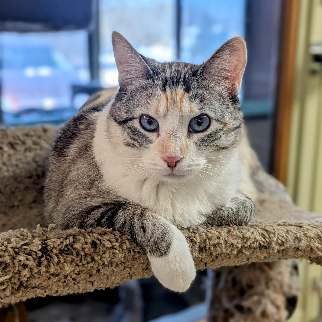 Enlarge Diedra, a Adoptable Siamese in Buffalo, NY image 4/4