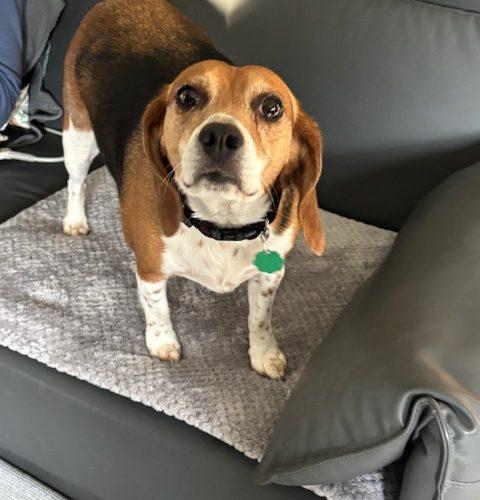 Enlarge Venus, a Adoptable Beagle in Kent, WA image 1/5