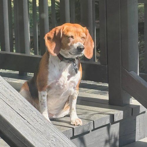 Enlarge Venus, a Adoptable Beagle in Kent, WA image 2/5