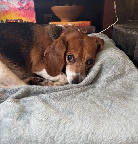 Enlarge Venus, a Adoptable Beagle in Kent, WA image 3/5