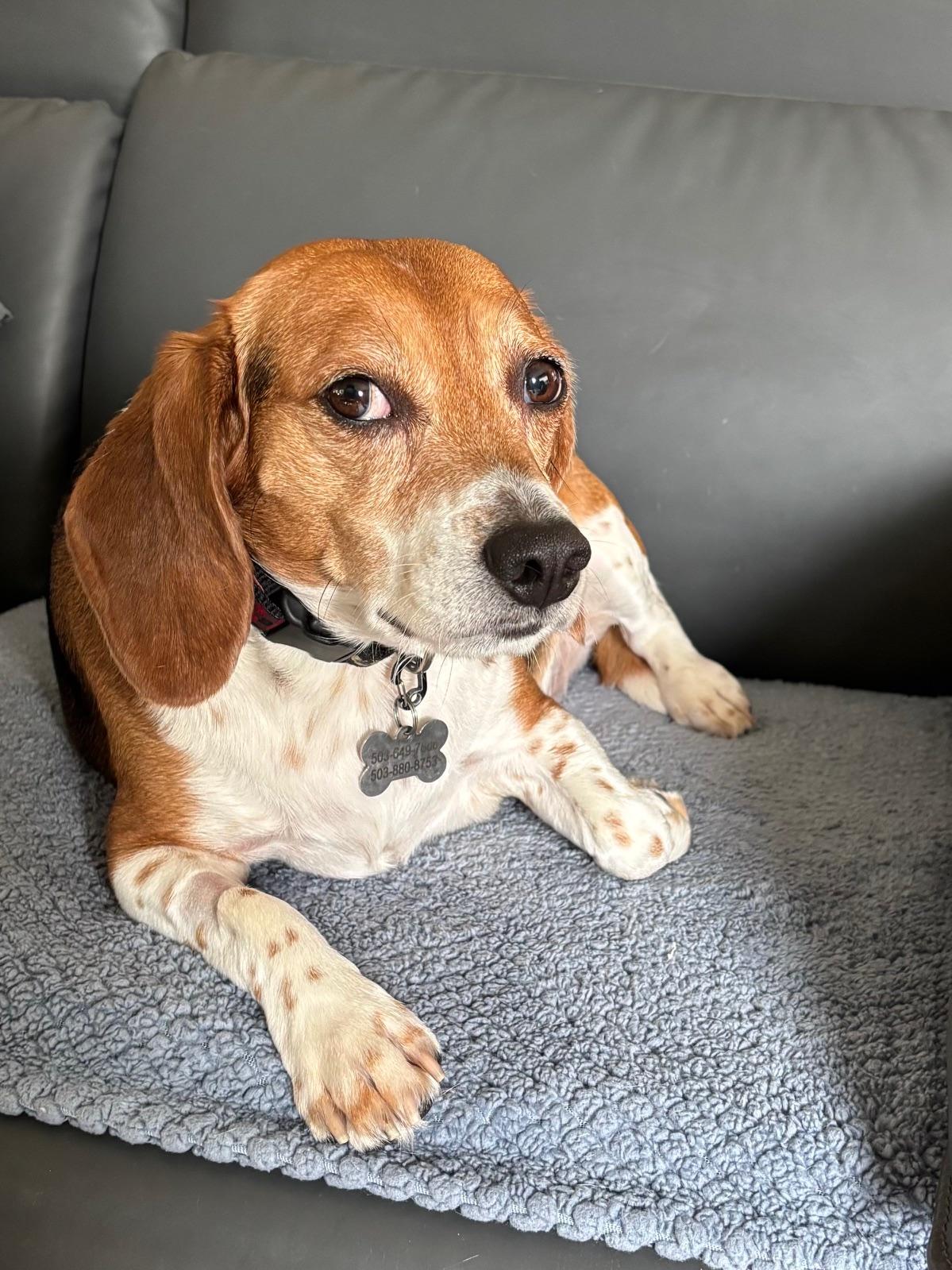 Enlarge Venus, a Adoptable Beagle in Kent, WA image 4/5