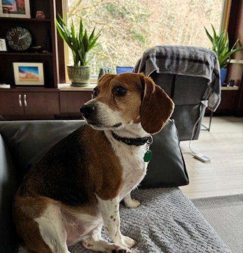 Enlarge Venus, a Adoptable Beagle in Kent, WA image 5/5
