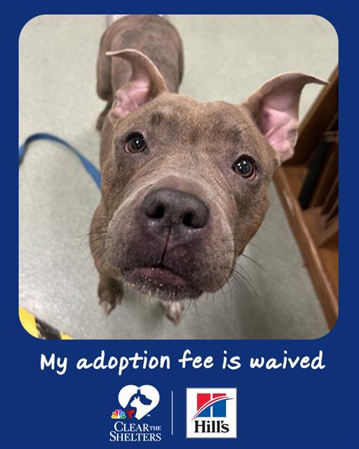 RUBY, Adoptable, Adult Female Pit Bull Terrier.