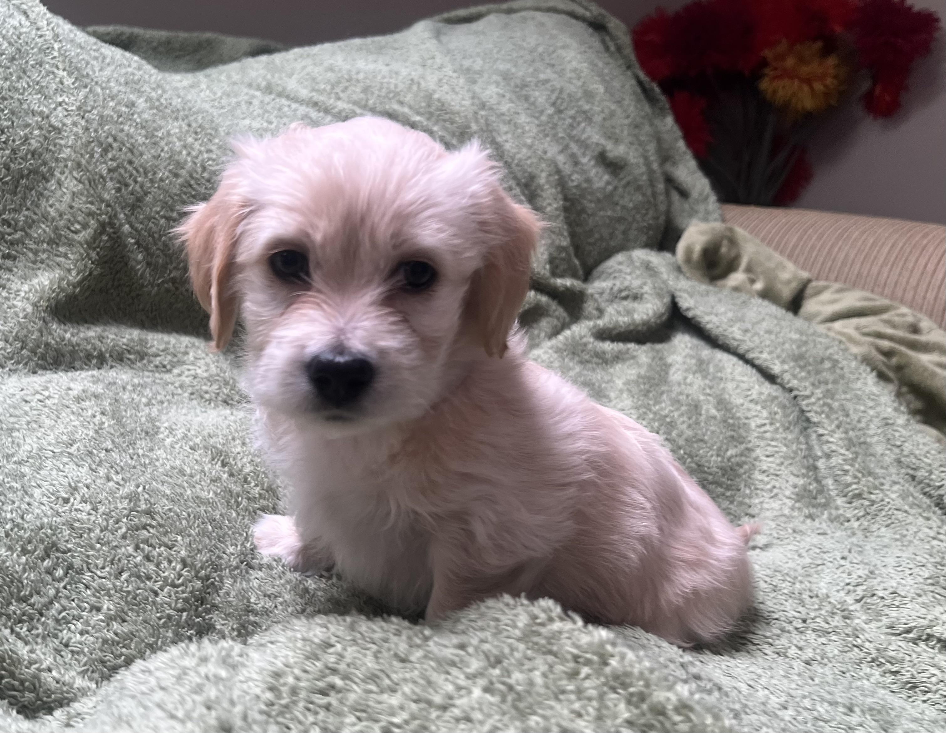 Enlarge Tinkerbelle's Puppy (Ophelia), an adopted mixed breed in Dayville, CT image 3/6