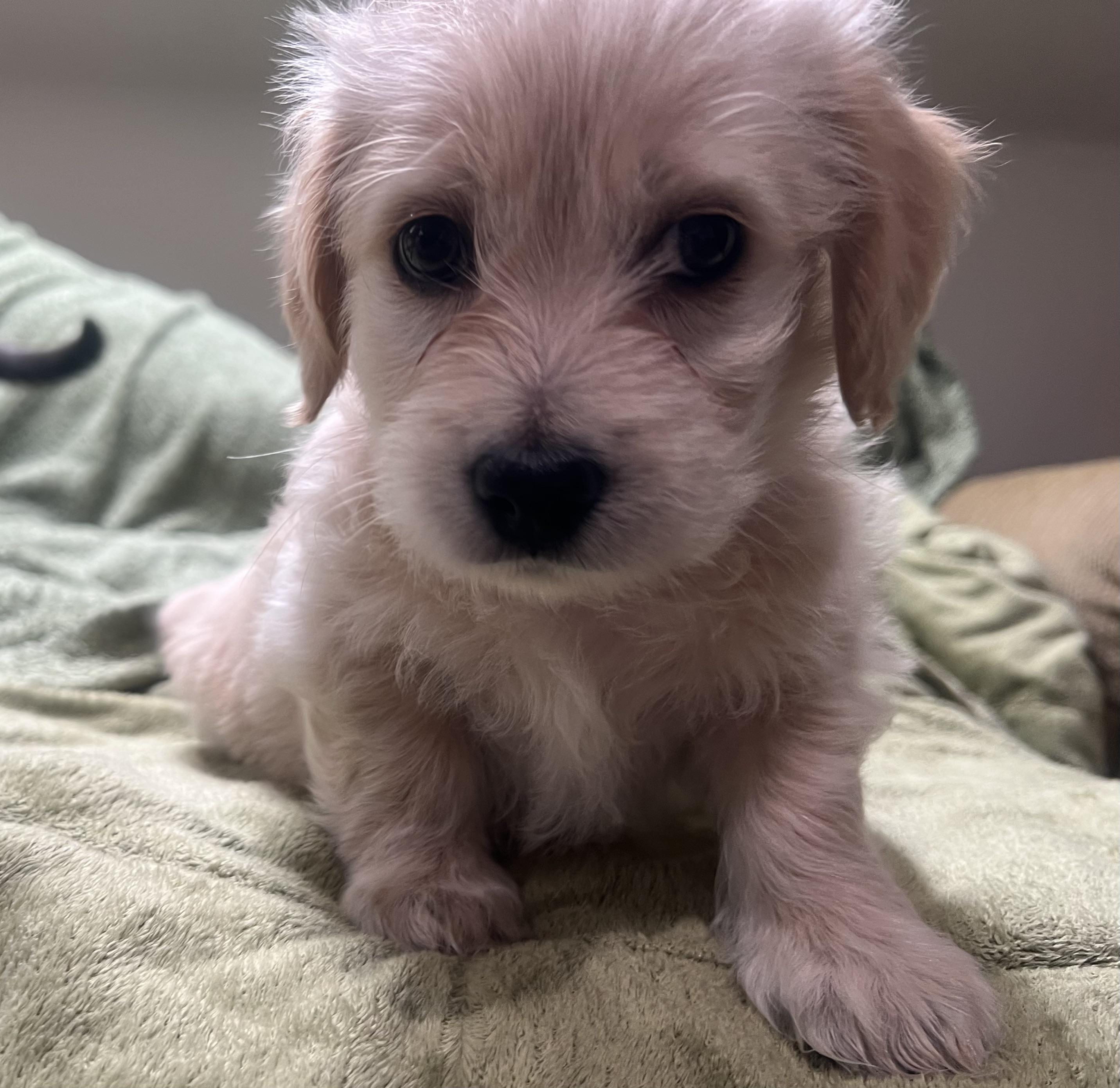 Tinkerbelle's Puppy (female, white collar), Adoptable, Puppy Female Chihuahua & Golden Retriever.