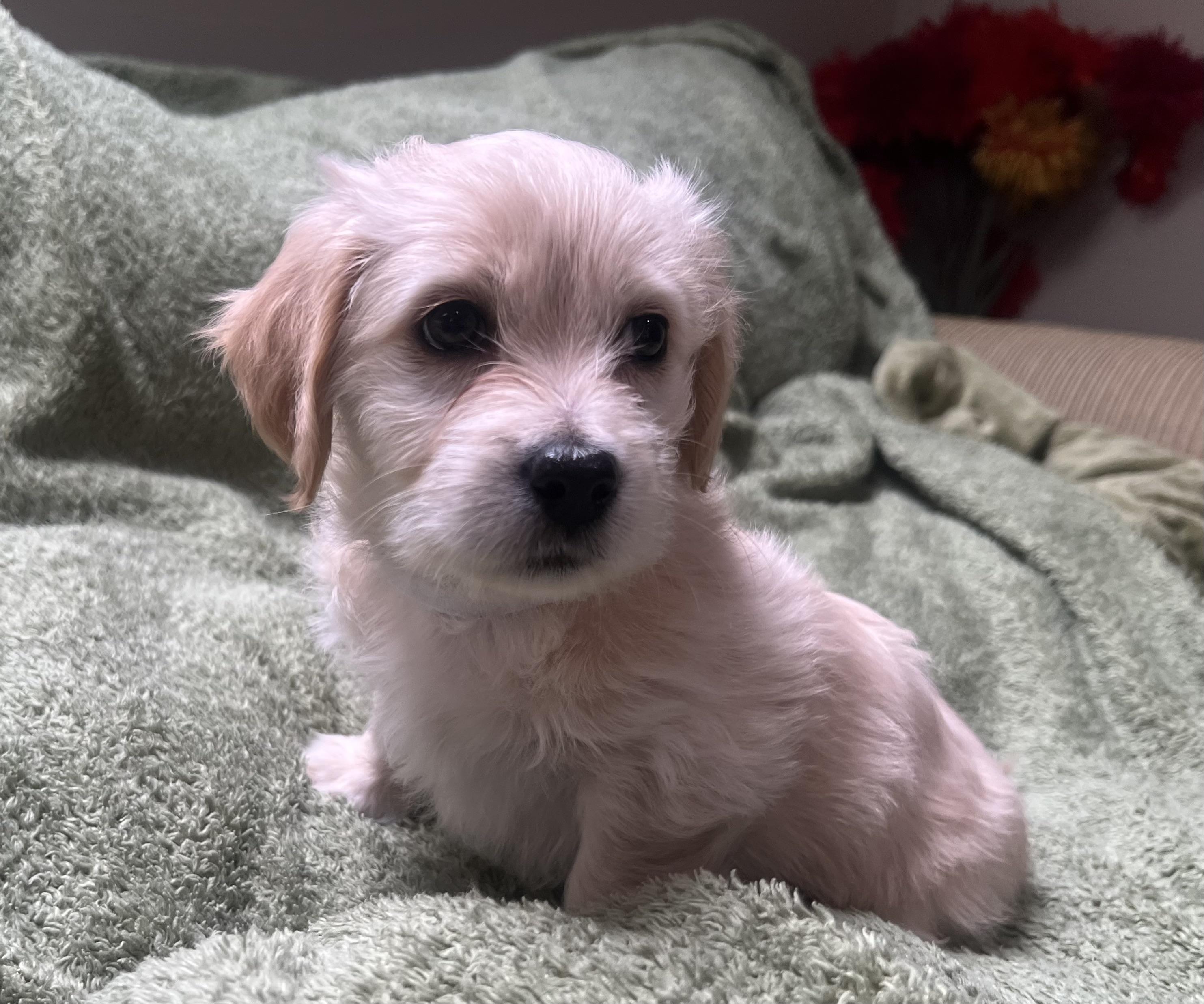 Enlarge Tinkerbelle's Puppy (Ophelia), an adopted mixed breed in Dayville, CT image 4/6