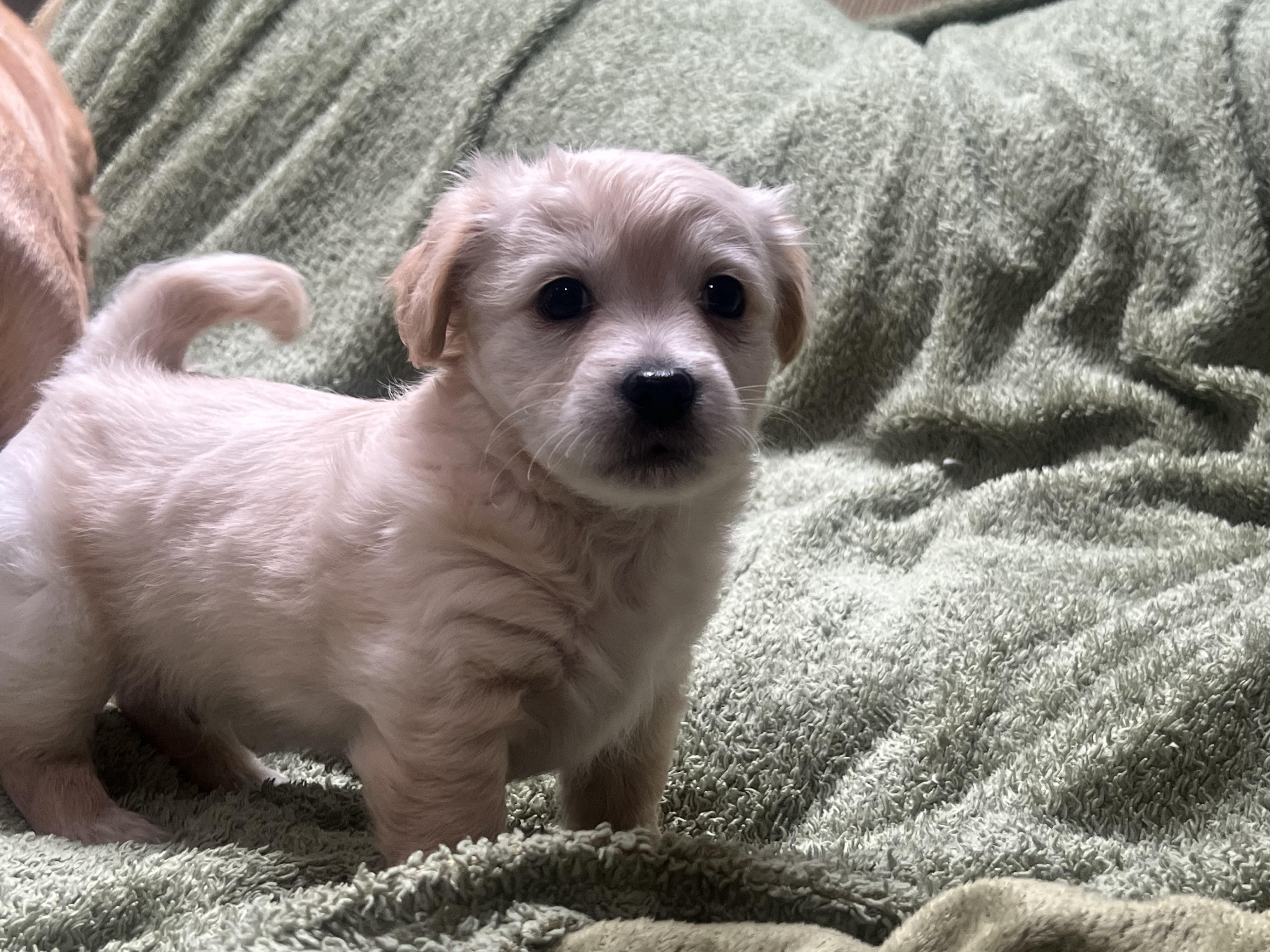 Enlarge Tinkerbelle's Puppy (Ophelia), an adopted mixed breed in Dayville, CT image 5/6