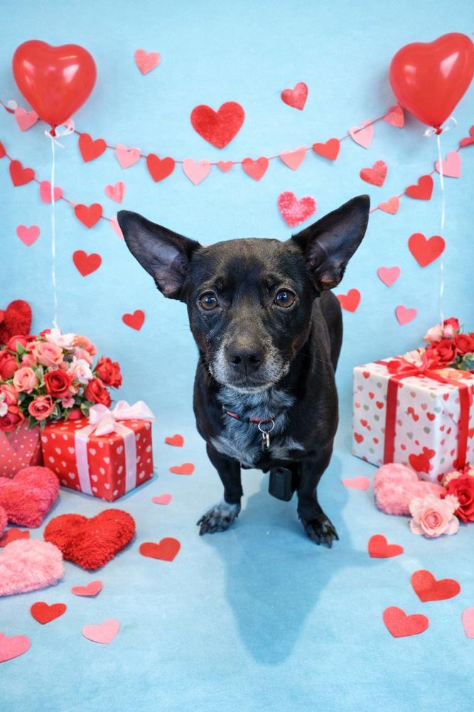 Coal, Adoptable, Adult Male Dachshund & Terrier.