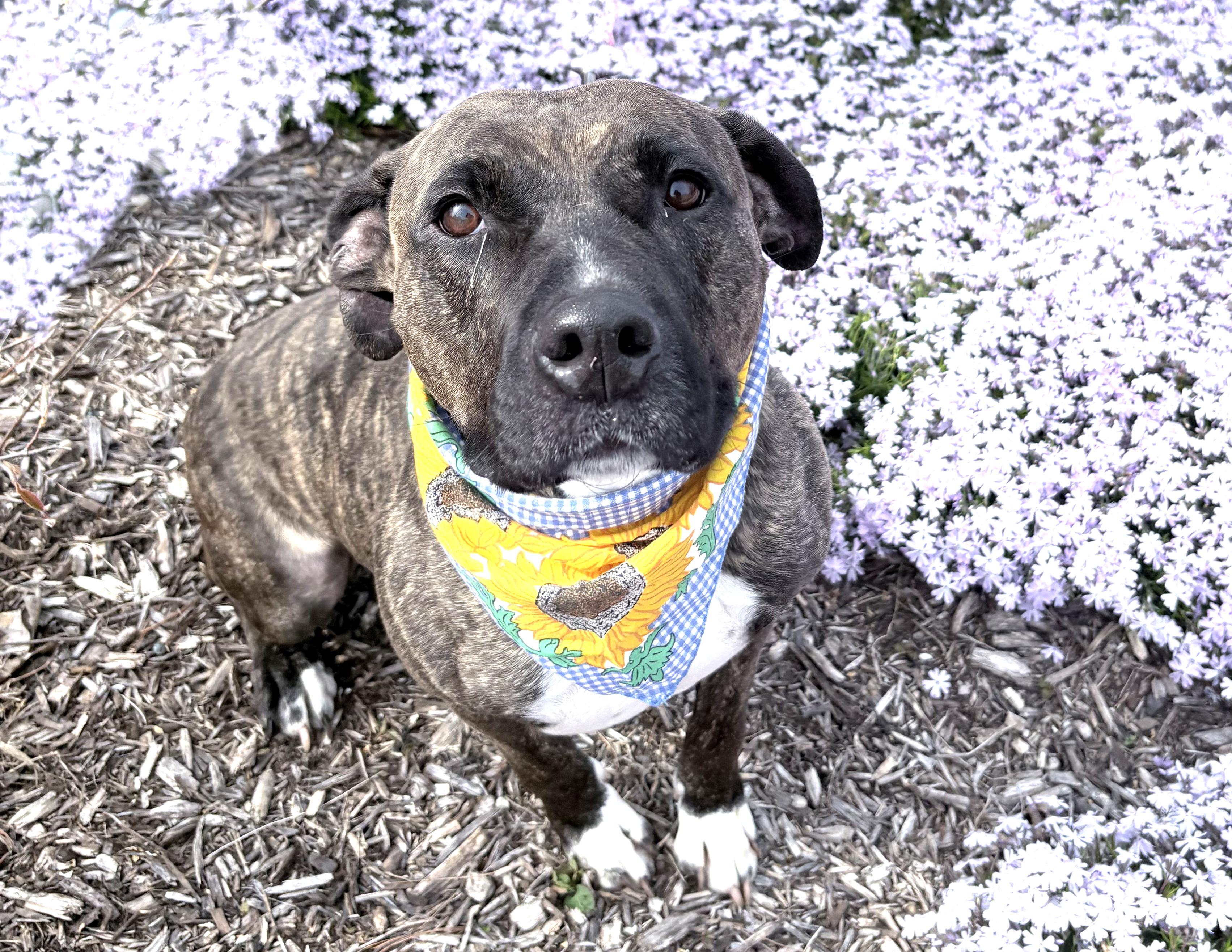 Flame, a Adoptable mixed breed in Columbus, IN image 5/6